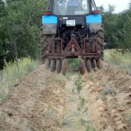 Лісові культури
