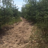 Охорона і захист лісів