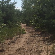 Охорона і захист лісів