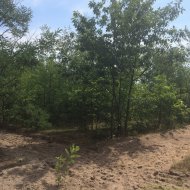 Охорона і захист лісів